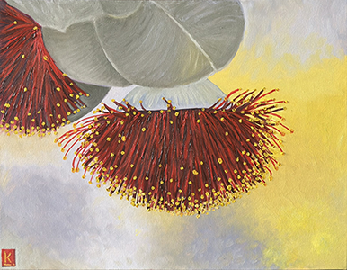 Eucalyptus Macrocarpa