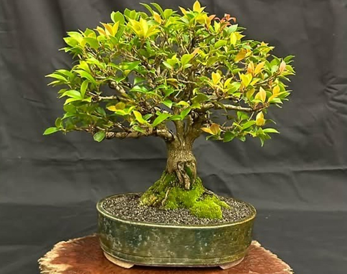 Albany Bonsai Collective